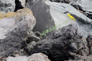 Life clinging to the lava rocks.