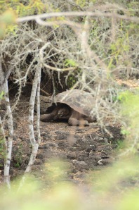 A giant tortoise with a dome-shaped shell.  These we did see in the wild.  Stay tuned for more photos down the road.