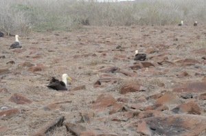The male Waved Albatrosses arrive in the islands about the first of April.  These males are awaiting the return of their mates.