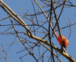 This male cardinal has been here all winter, but look how bright his plumage is as mating season nears!
